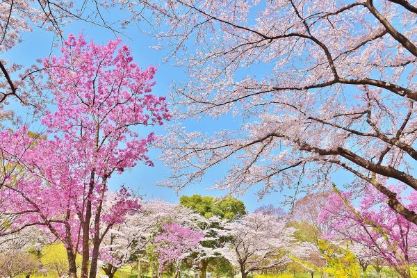 桜, 菜の花, 国営昭和記念公園, 立川市, 東京