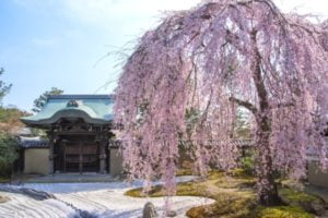 高台寺, 桜, 京都