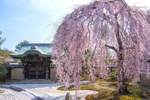 高台寺, 桜, 京都