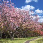 静峰ふるさと公園「八重桜まつり」｜2024年桜の見頃・開花状況・ライトアップ・アクセス・駐車場は？