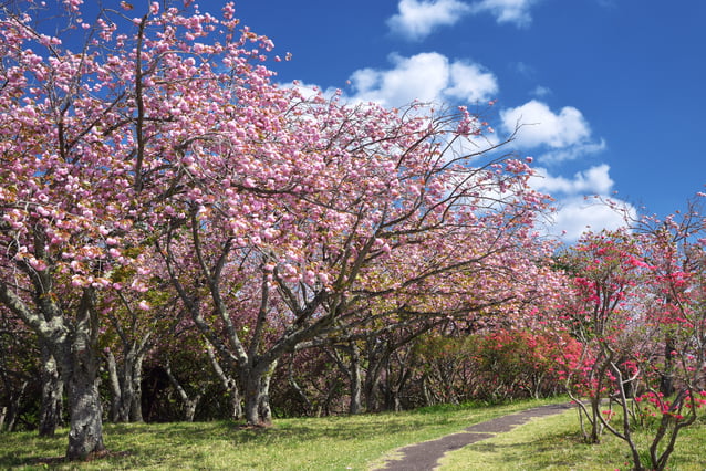 静峰ふるさと公園, 八重桜, 那珂市, 茨城