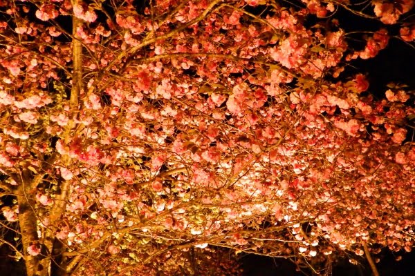 静峰ふるさと公園, 八重桜, 那珂市, 茨城