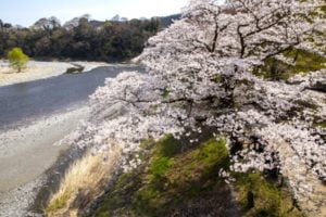 釜の淵公園の桜, 青梅, 東京都