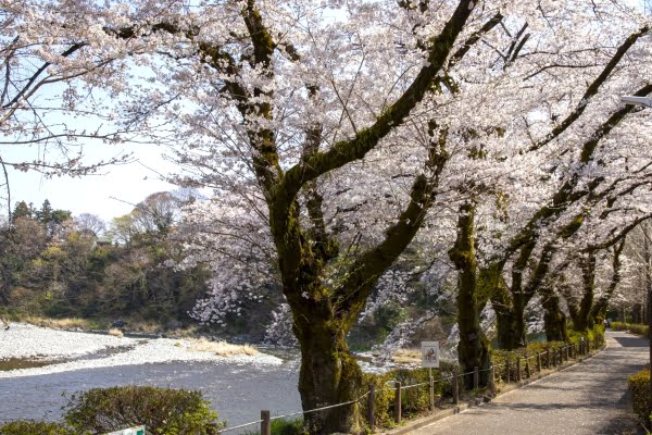 釜の淵公園の桜, 青梅, 東京都