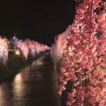 倉津川しだれ桜並木「天童桜まつり」｜2024年桜の見頃・開花状況・ライトアップ・アクセス・駐車場は？