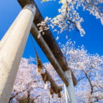 烏帽子山公園「赤湯温泉桜まつり」｜2024年桜の見頃・開花状況・ライトアップ・アクセス・駐車場は？