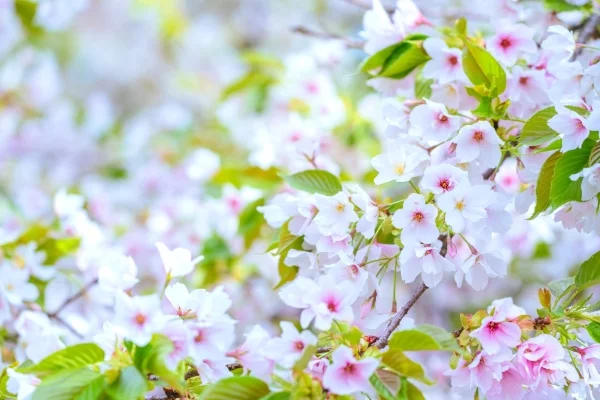 群馬・藤岡市の桜山公園の桜