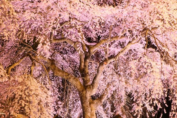 楽翁桜, 南湖神社, 白河市, 福島