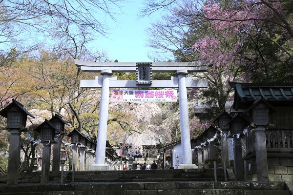 楽翁桜, 南湖神社, 白河市, 福島