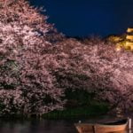 三溪園「桜めぐり」｜2024年桜の見頃・開花状況・ライトアップ・アクセス・駐車場は？