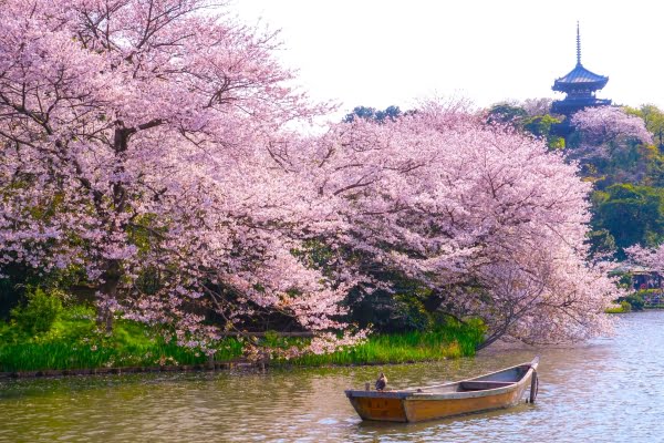 三溪園, 桜, 横浜, 神奈川