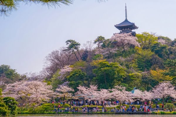 三溪園, 桜, 横浜, 神奈川