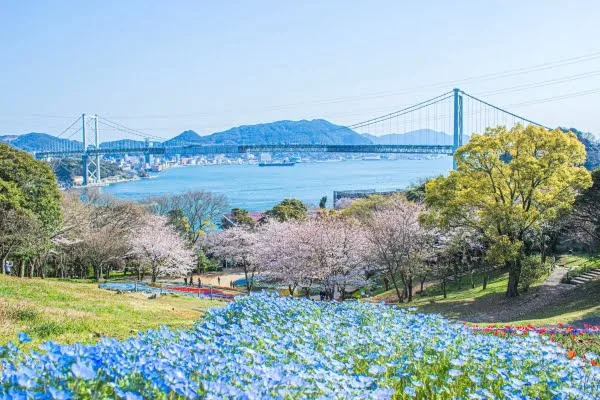 山口・下関市の火の山公園の桜・チューリップ・ネモフィラ2026