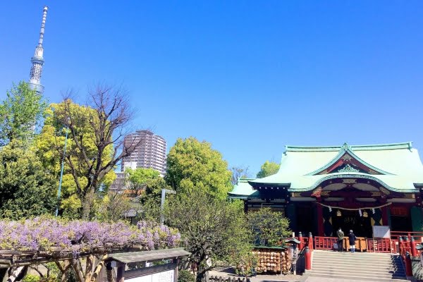 亀戸天神社, 藤, 東京