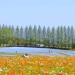 生駒高原「はなフェスタ」｜2024年ポピー・ネモフィラの見頃・開花状況・アクセス・駐車場は？