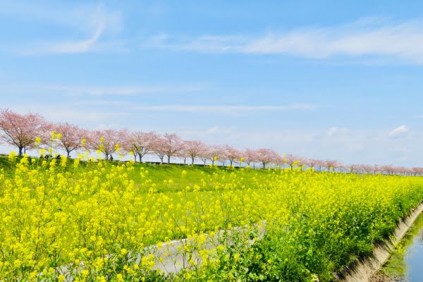 おの桜づつみ回廊, 小野市, 兵庫県
