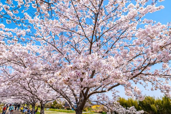おの桜づつみ回廊, 小野市, 兵庫県