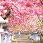 伊香具神社, 八重桜, 長浜市, 滋賀