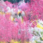 花やしき公園, 花桃, 福島