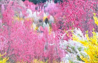 花やしき公園, 花桃, 福島