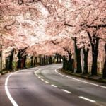 馬見ヶ崎さくらライン｜2024年桜の見頃・開花状況・ライトアップ・アクセス・駐車場は？