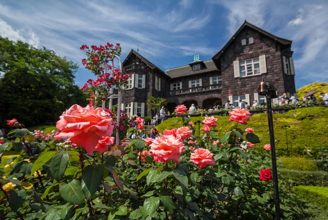 東京・北区の旧古河庭園のバラ