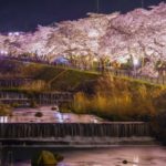 箱根・宮城野早川堤の桜｜2024年桜の見頃・開花状況・ライトアップ・アクセス・駐車場は？