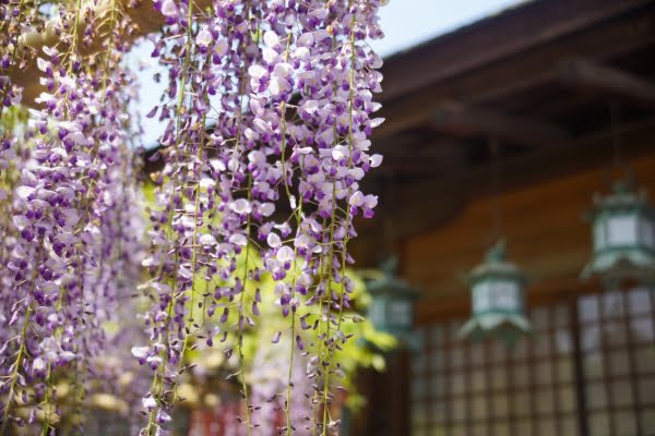 春日大社萬葉植物園, 藤, 奈良
