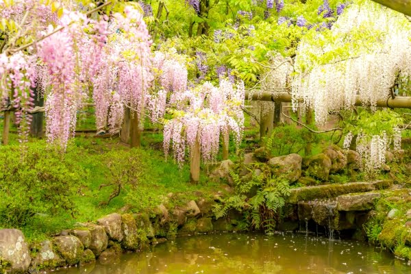 春日大社萬葉植物園, 藤, 奈良