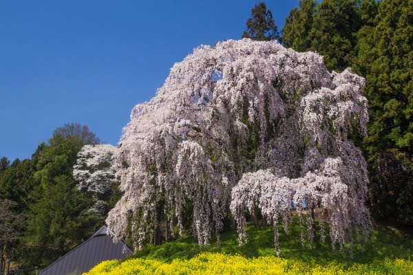 合戦場のしだれ桜, 二本松市, 福島