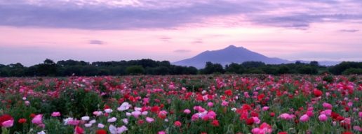 茨城・下妻市の小貝川ふれあい公園のポピーと筑波山