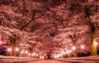 茨城・八千代町の東蕗田天満社の桜ライトアップ2026