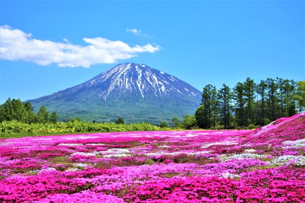 芝桜, 三島さんの芝ざくら庭園, 倶知安町, 北海道