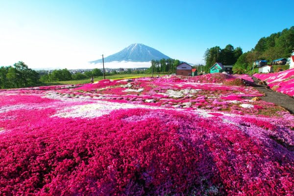 芝桜, 三島さんの芝ざくら庭園, 倶知安町, 北海道