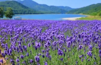 かなやま湖のラベンダー園