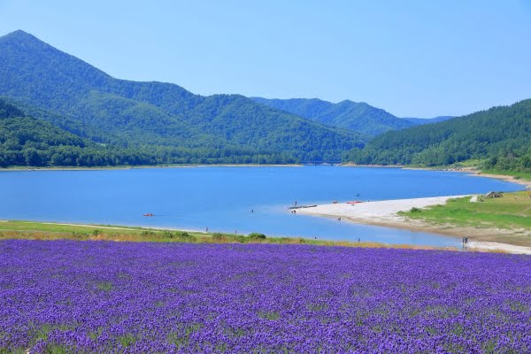 ラベンダー, かなやま湖, 南富良野町, 北海道
