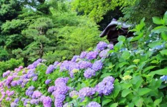 アジサイ, 月照寺, 松江, 島根