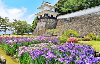 長崎・大村市の大村公園の花菖蒲