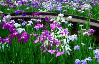 東京・葛飾区の堀切菖蒲園の花菖蒲