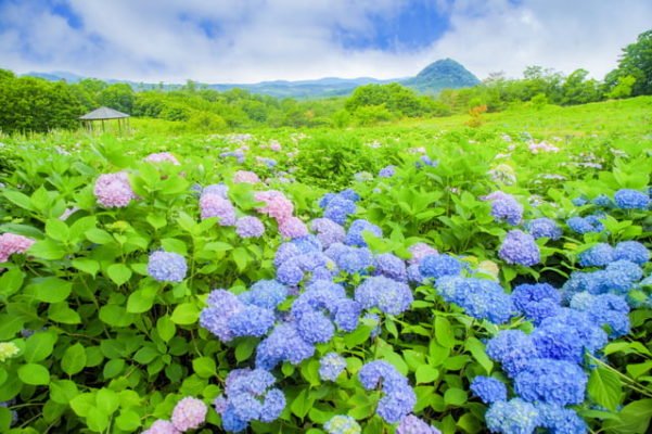 アジサイ, 花夢の里「あじさいとタチオアイの丘」, 世羅高原, 広島