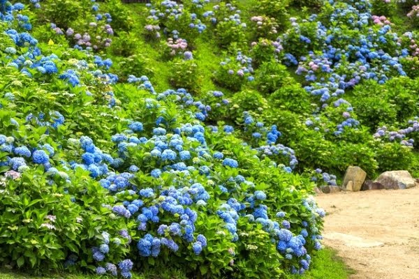 タチアオイ, 花夢の里「あじさいとタチオアイの丘」, 世羅高原, 広島