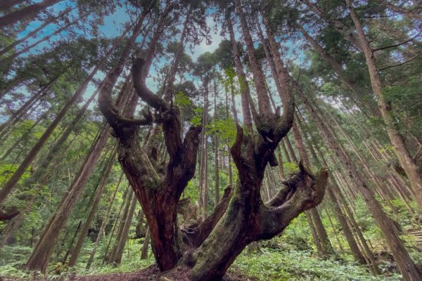 株杉の森, 21世紀の森公園, 関市, 岐阜