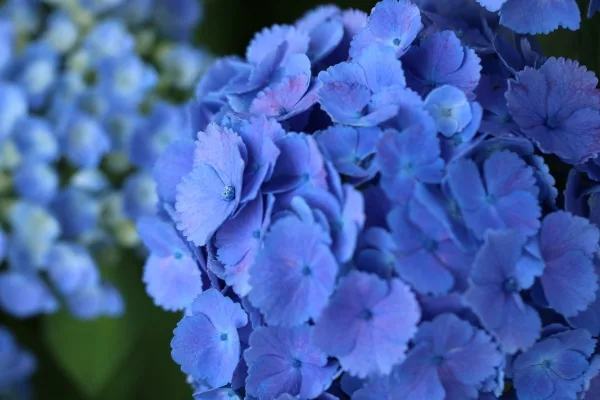 長野・飯山市の高源院の紫陽花