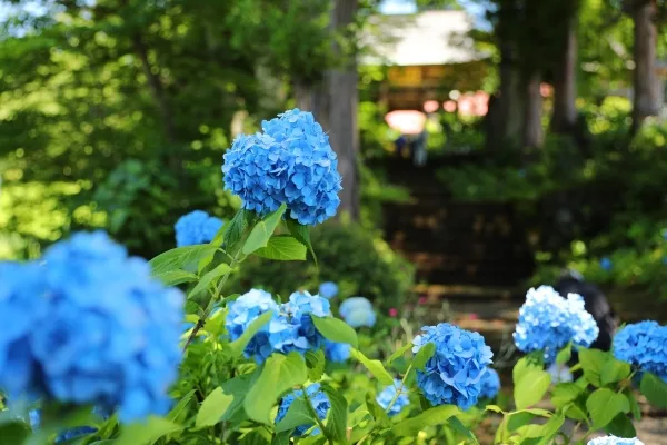 長野・飯山市の高源院の紫陽花