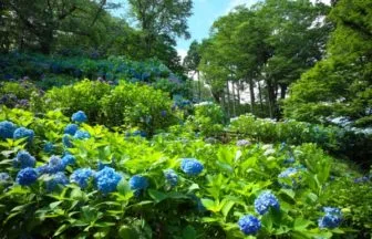 護摩堂山あじさい園