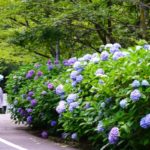 足羽山公園「あじさいロード」｜2024年紫陽花の見頃・開花状況・アクセス・駐車場は？