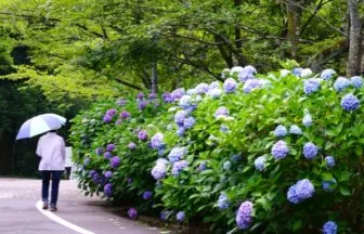 足羽山公園のあじさいロード