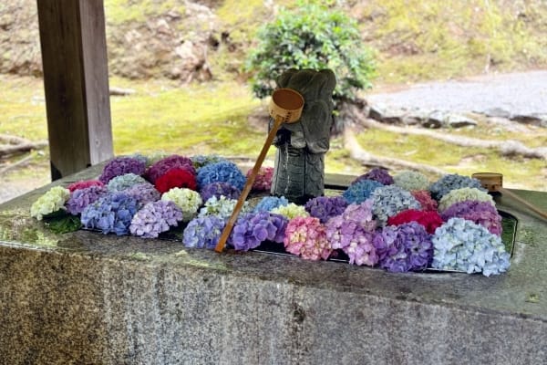 足羽神社の花手水