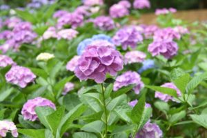 紫陽花, 筥崎宮, 福岡