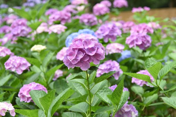 紫陽花, 筥崎宮, 福岡